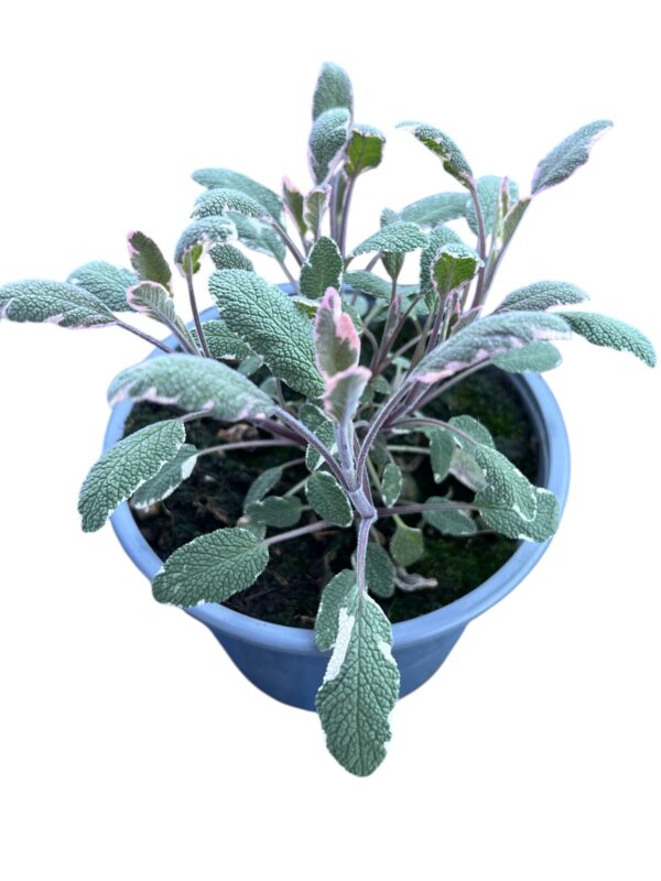 Bunt-Blatt Salbei