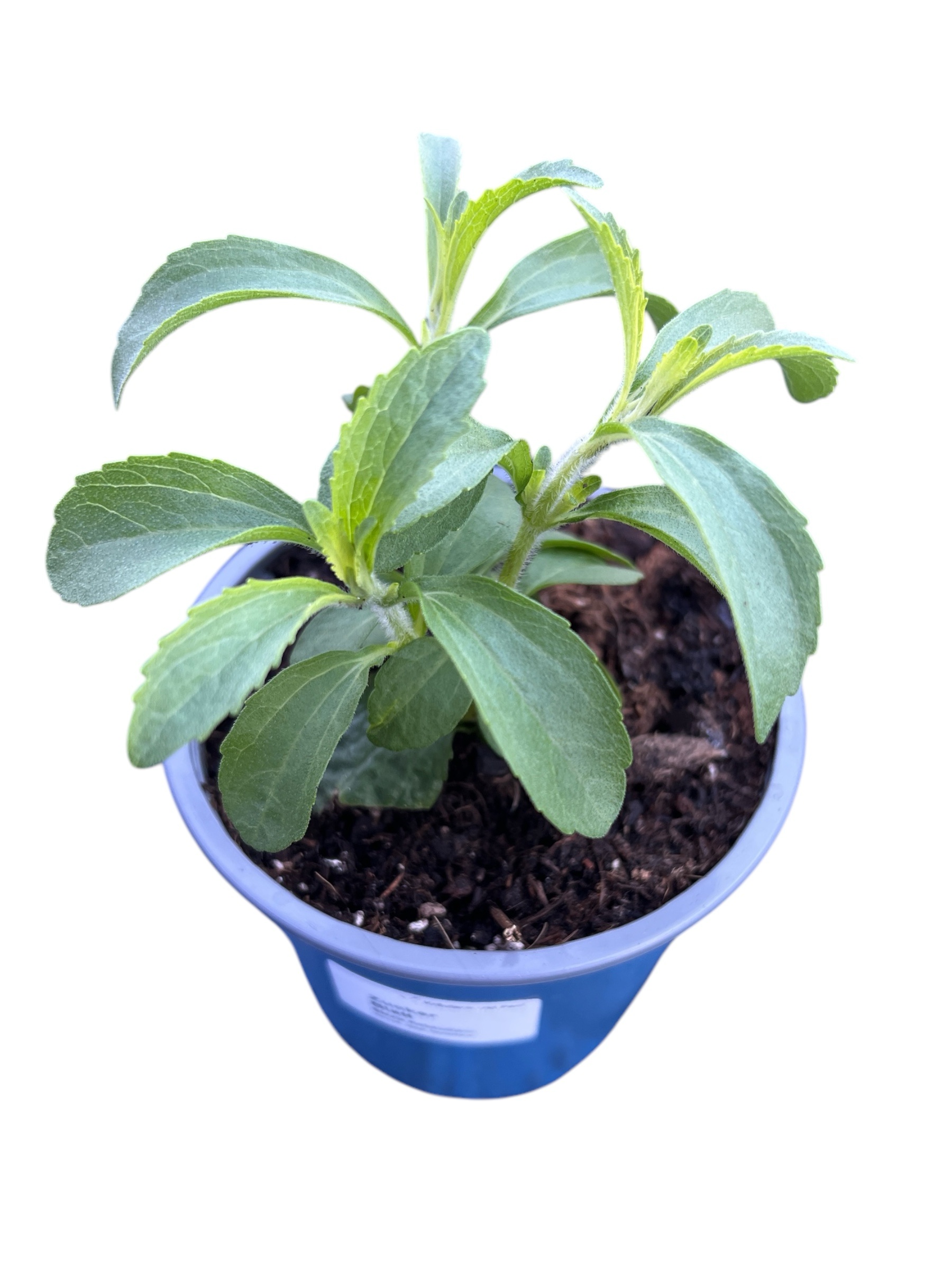 Zuckerblatt Stevia Pflanze
