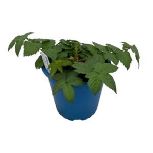 Mädesüß Pflanze, Filipendula ulmaria