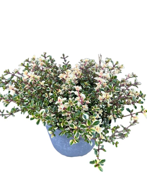 Wilder Thymian Foxley