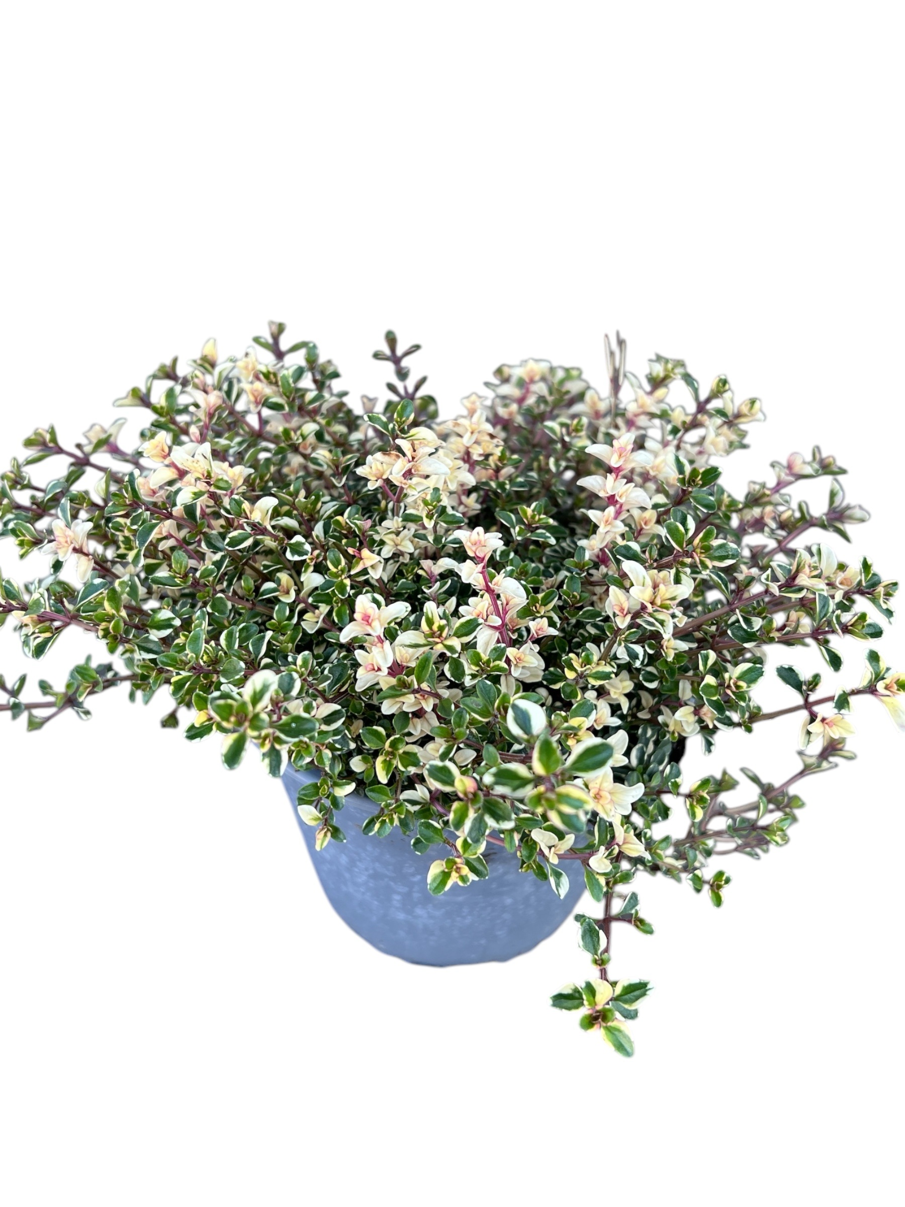 Wilder Thymian Foxley